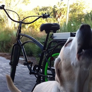 2012 Pedego Classic comfort cruiser Black