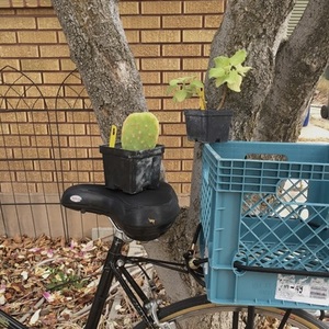 Schwinn Step through frame Black and Blue