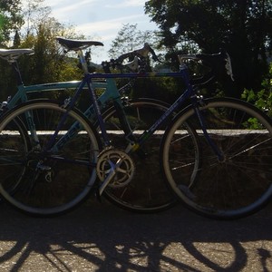 Gazelle Blue