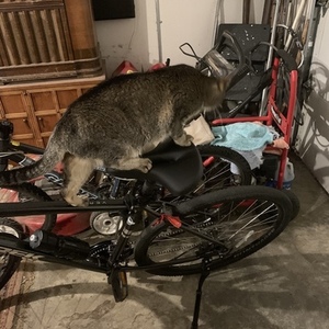 2019 Trek Verve 2 Disc Black