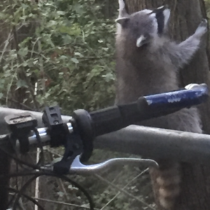 2006 Cannondale H400 Silver, gray or bare metal and Blue