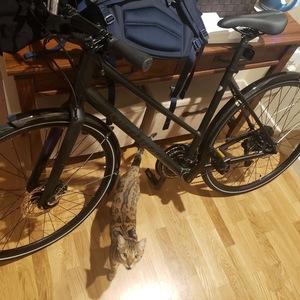 2019 Specialized Sirrus SL ST Black
