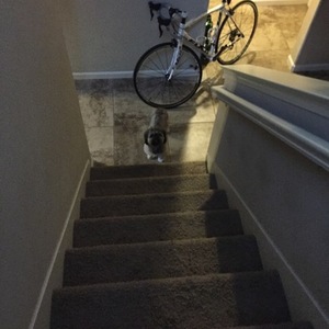 2013 Fuji Roubaix 1.3 C White and Red