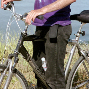 Giant Cypress Silver or Gray