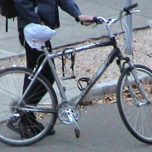 Giant Cypress Silver or Gray