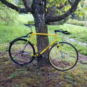 2008 Schwinn Madison Yellow or Gold and Black