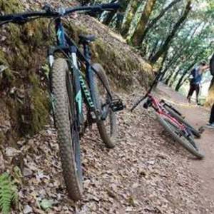 2020 Specialized Rockhopper Sport 29 XL Green