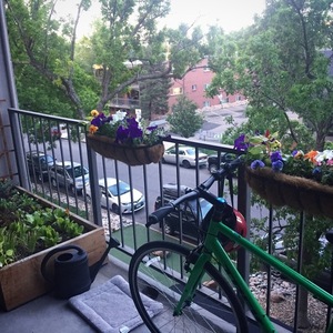 2017 Trek FX2 WSD Green