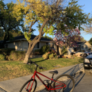 2021 Trek Verve disc 2 Red