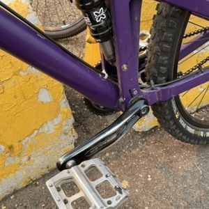 Brodie Purple