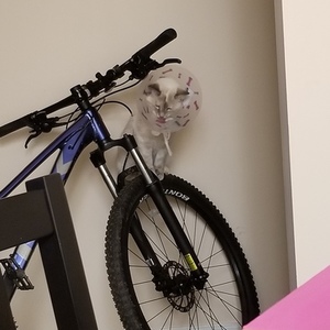Trek SM/PURPLE/WM/HARD TAIL Purple