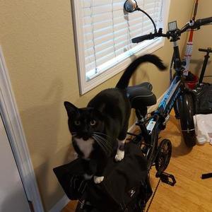 2021 Lectric eBikes XP Black