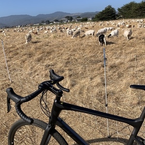2019 Giant Revolt Advanced 2 Black
