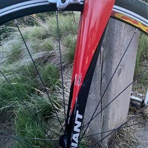 Giant Black