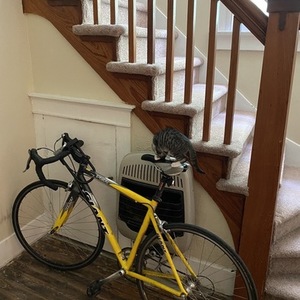 2006 Giant Yellow or Gold
