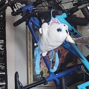 2019 Trek Marlin 5 Blue and Blue