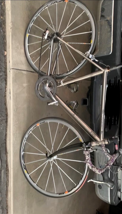 merlin cyrene for sale