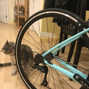 2020 HeartsBio Model H Blue