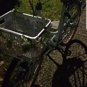 Gazelle Puur NL Green