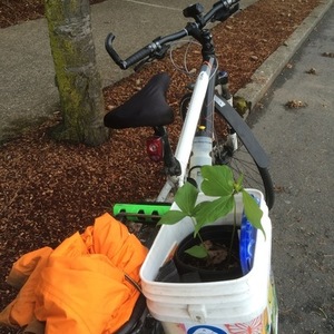 2016 Trek Utopia White, Black, and Orange