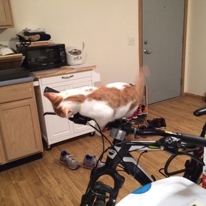 2013 Giant Roam 3 Black and White