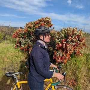 1999 LeMond Buenos Aires, Reynolds 853 Yellow or Gold