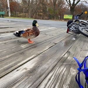 2020 Giant Revolt 2 Silver, gray or bare metal