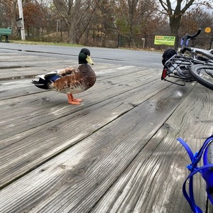 2020 Giant Revolt 2 Silver, gray or bare metal