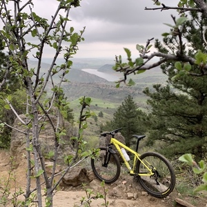 2021 Cannondale Trail 8 Yellow or Gold