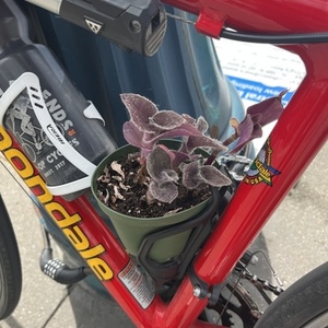 1998 Cannondale CAAD2 Red