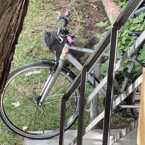 2014 Giant Escape City 2 Silver, gray or bare metal