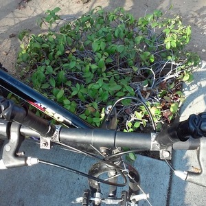 Ironhorse Bicycles AT50 Black