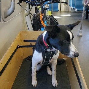 LarryvsHarry Bullitt e6100 Blue