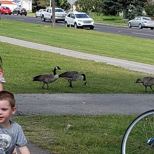 2006 Wal Mart Next Blue