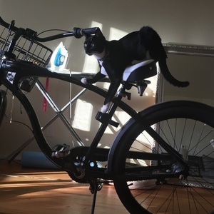 Schwinn Hornet Black and White