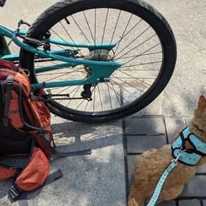 2020 Other Capix Pura Vida 26 Comfort Cruiser Bike Teal