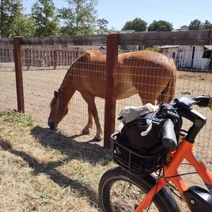 2022 Rad Power Bikes 2022 Orange