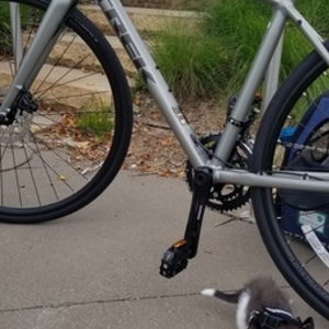 2020 Trek FX Sport 4 Silver, gray or bare metal