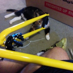 2015 Big Shot Dakar Yellow or Gold