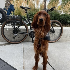 2019 Kona Dew plus Black