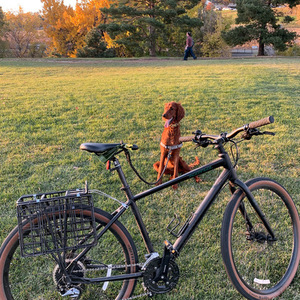 2019 Kona Dew plus Black