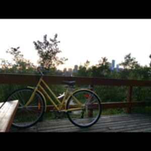 CCM Toulouse 700C hybrid bike Yellow or Gold