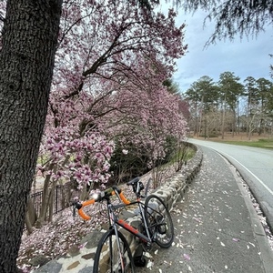 2019 Felt Silver, gray or bare metal and Orange