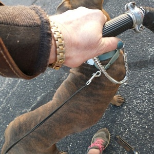 1959 Schwinn Collegiate 26" Blue