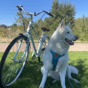Schwinn Teal