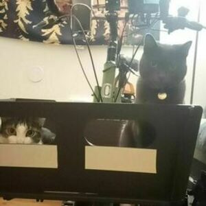 2012 Civia Halsted cargo bike (front storage) Green