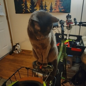 2012 Civia Halsted cargo bike (front storage) Green