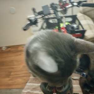 2012 Civia Halsted cargo bike (front storage) Green