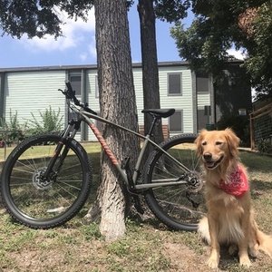 2019 Specialized Green