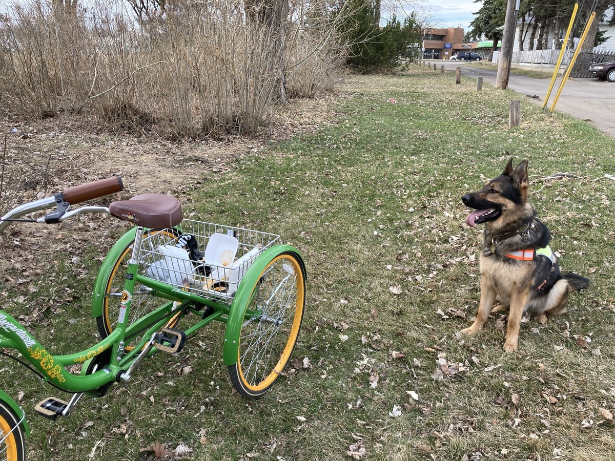margaritaville adult trike